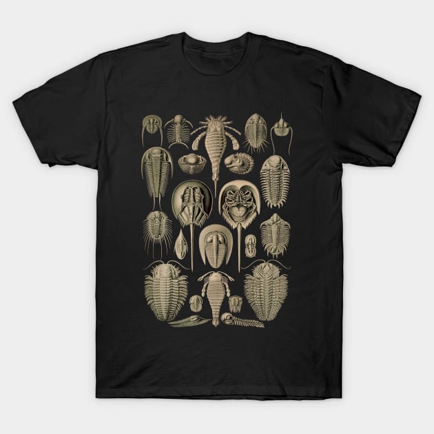 Ernst Haeckel Aspidonia T-Shirt by dudepal